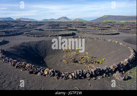 La viticulture, volcanique de murales en pierre de lave et de creux la protection de la vigne, vigne à La Geria, Lanzarote, îles Canaries, Espagne, Europe Banque D'Images