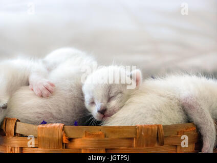 Deux beaux chats nouveau-né de couleur blanc pur dormir sur une vigne en bois panier, violet avec des pailles de foin Banque D'Images