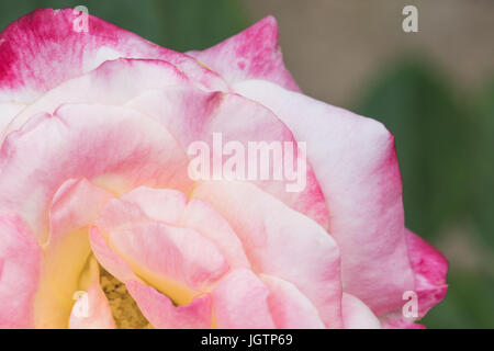 Pétale de fleur rose Banque D'Images