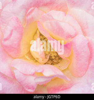 Pétale de fleur rose Banque D'Images