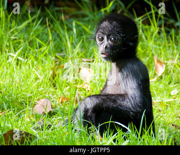 Un jeune singe à tête noire Banque D'Images