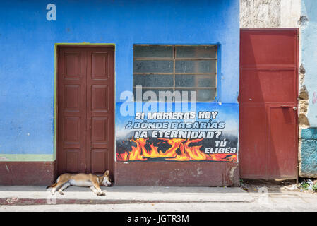 Chien sauvage dort sur le trottoir de Santa Rosa - Lac Atitlan - mur de graffiti, au Guatemala. Banque D'Images