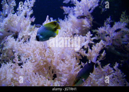 SEATTLE, Washington, USA - JAN 25th, 2017 : des poissons de corail exotique dans marine aquarium sur fond bleu Banque D'Images