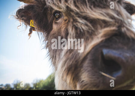 Vache Highland Close up against sky Banque D'Images