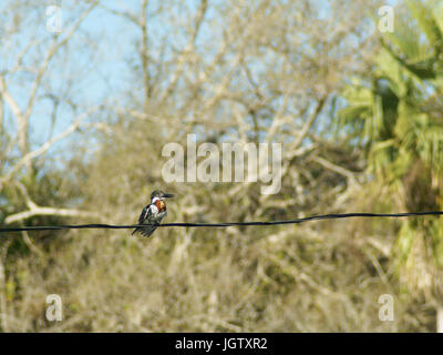 Martin-pescador-pequeno, macho, vert, Kingfisher Chloroceryle americana, Pantanal, Mato Grosso do Sul, Brésil Banque D'Images