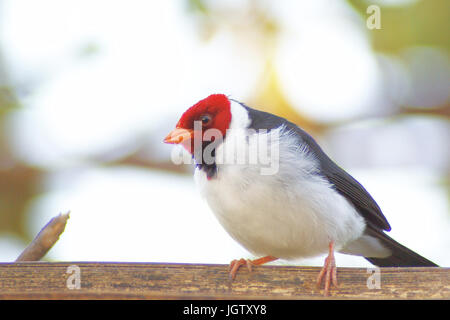 Coccinelle, Cardinal, bec jaune Paroaria capitata, Pantanal, Mato Grosso do Sul, Brésil ATENÇÃO : NÃO PODEMOS REPRESENTAR FORA DA IMAGEM ESSA AMERI Banque D'Images