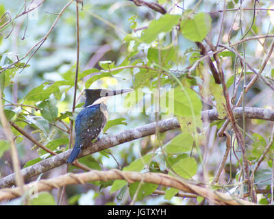 Martin-pescador-pequeno, macho, vert, Kingfisher Chloroceryle americana, Pantanal, Mato Grosso do Sul, Brésil ATENÇÃO : NÃO PODEMOS REPRESENTAR ESSA Banque D'Images