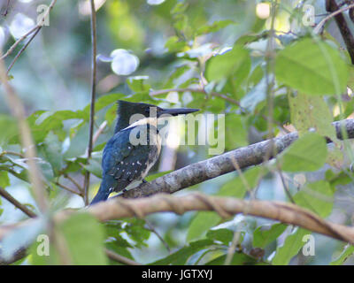 Martin-pescador-pequeno, macho, vert, Kingfisher Chloroceryle americana, Pantanal, Mato Grosso do Sul, Brésil ATENÇÃO : NÃO PODEMOS REPRESENTAR ESSA Banque D'Images