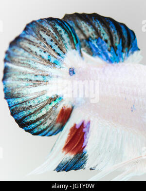 Les ailerons de queue de poisson Betta Splendens close-up Banque D'Images