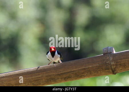 Coccinelle, Cardinal, bec jaune Paroaria capitata, Pantanal, Mato Grosso do Sul, Brésil ATENÇÃO : NÃO PODEMOS REPRESENTAR FORA DA IMAGEM ESSA AMERI Banque D'Images