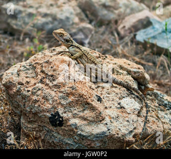 Lézard Agama stellio couchée sur pierre dans le parc national d'Akamas, Chypre Banque D'Images