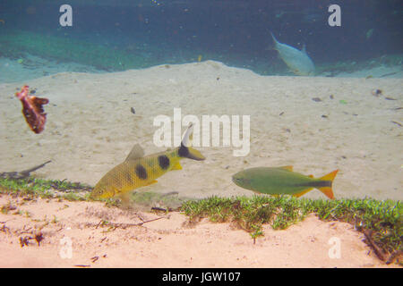 Poisson, Piraputanga, Brycon hilarii, Piava, Leporinus elongatus, bonite, Mato Grosso do Sul, Brésil Banque D'Images