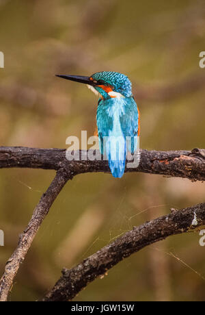 Kingfisher (Alcedo atthis commune) également connu sous le nom de Kingfisher Kingfisher eurasien ou la rivière, le parc national de Keoladeo Ghana, Bharatpur, Rajasthan, Inde Banque D'Images