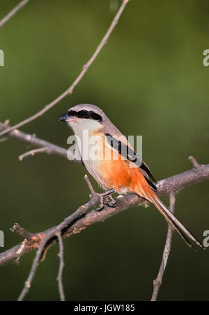 Rufous-Backed Long-Tailed migratrice ou migratrice (Lanius schach), de Keoladeo Ghana National Park, Bharatpur, Rajasthan, Inde, Banque D'Images
