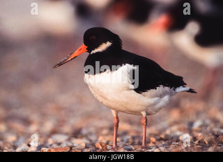 L'Huîtrier pie, de l'Huîtrier d'eurasie ou (Haematopus ostralegus), la réserve RSPB Snettisham, Norfolk, Royaume-Uni, Iles britanniques Banque D'Images