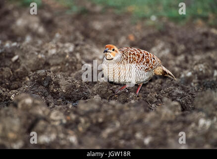 Francolin Francolin gris ou gris (Francolinus pondicerianus), de Keoladeo Ghana National Park, Bharatpur, Rajasthan, Inde, Banque D'Images