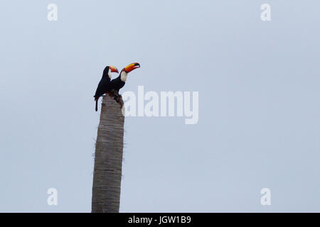 Les toucans dans le tronc d'arbre, bonite, Mato Grosso do Sul, Brésil Banque D'Images