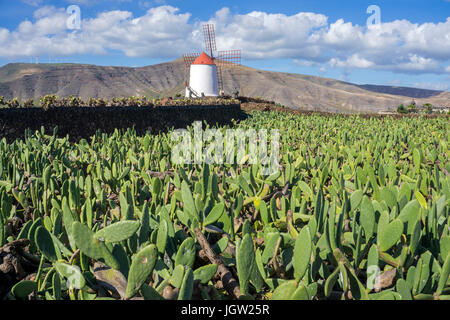Champ de cactus au moulin, gofio jardin de cactus, Guatiza, île de Lanzarote, Canary Islands, Spain, Europe Banque D'Images