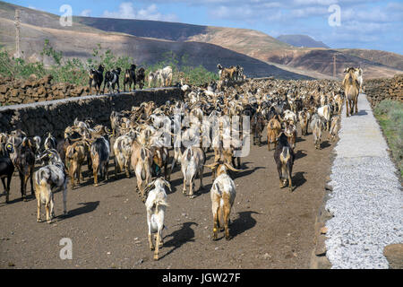 Troupeau de chèvres à Guatiza, île de Lanzarote, Canary Islands, Spain, Europe Banque D'Images