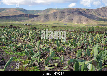 Champ de cactus à Guatiza, île de Lanzarote, Canary Islands, Spain, Europe Banque D'Images