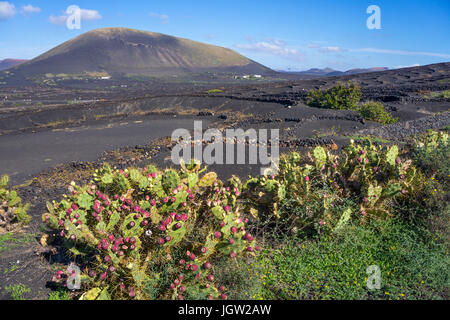 Cactus, le figuier de Barbarie (Opuntia ficus-indica, Opuntia ficus-barbarica) en face de vignobles volcanique à La Geria, Lanzarote, îles Canaries, l'Europe Banque D'Images