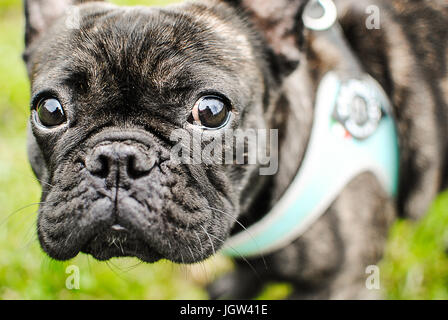 Bouledogue français portrait Banque D'Images