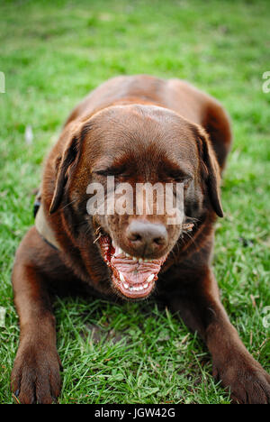 Labrador à mâcher sur un bâton Banque D'Images