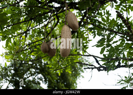 Kigelia ou saucisse arbre sur la façon de Coorg, Karnataka Banque D'Images