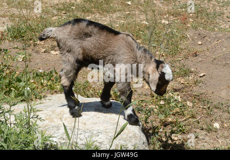 Nouveau-né une semaine kiko kid goat escalade sur rocher Banque D'Images