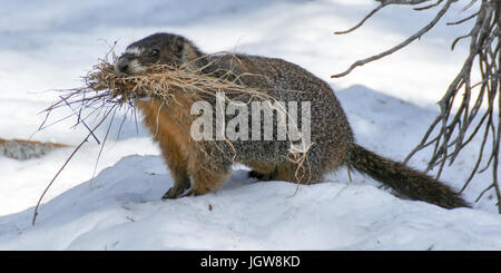 À VENTRE JAUNE - Marmota flaviventris Banque D'Images