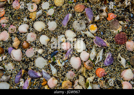 Fond de mer Banque D'Images