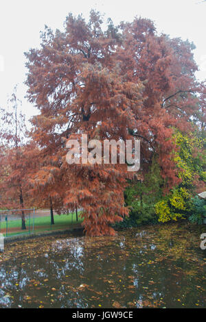 L'avis de beaux arbres rouge près de Giardini Margherita Lakeshore Park. Bologne, Émilie Romagne , Italie. Banque D'Images