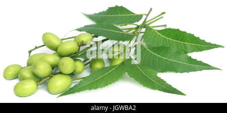 Les feuilles de neem médicinales avec des fruits sur fond blanc Banque D'Images