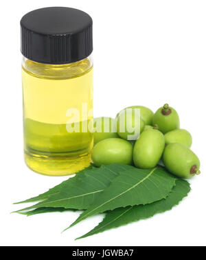 Neem médicinales feuilles et fruits à l'huile essentielle sur fond blanc Banque D'Images