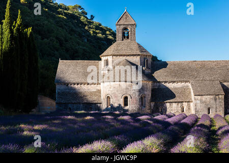 Abbaye de Sénanque, Gordes, Vaucluse, France 84 Banque D'Images