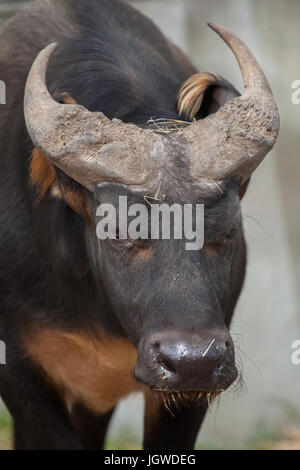 Buffle des forêts d'Afrique (Syncerus caffer nanus), connu aussi comme le rouge Congo ou buffalo buffalo. Banque D'Images