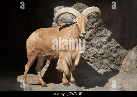 Le mouflon à manchettes (Ammotragus lervia). La vie sauvage animal. Banque D'Images