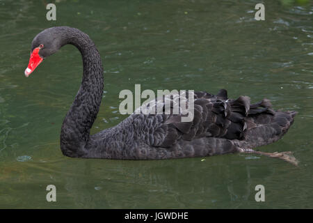Cygne noir (Cygnus atratus). La vie sauvage animal. Banque D'Images