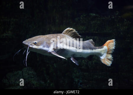 Phractocephalus hemioliopterus Redtail catfish (). Poissons d'eau douce. Banque D'Images