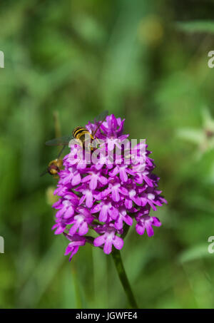 La floraison d'Orchidée pyramidale (Anacamptis pyramidalis) avec un Hoverfly (Syrphidae, voler, fleurs) Syrphe se nourrissant de nectar. Juillet, Shropshire, Angleterre Banque D'Images