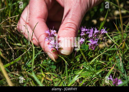 Une femme l'examen d'une branche de thym (Thymus serpyllum) en juillet, Shropshire, au Royaume-Uni. En quête de nourriture sauvage. Banque D'Images
