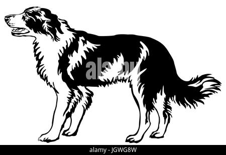Portrait de décoration de l'article profil de chien border collie, vector illustration en couleur noir isolé sur fond blanc Illustration de Vecteur