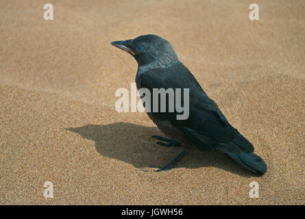 Oiseau noir sur le sable sur la plage de Lara, à Chypre Banque D'Images