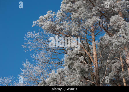 Couleur d'hiver lumineux de scène arbres et givre prises en Autriche lors d'une journée ensoleillée avec un ciel bleu Banque D'Images