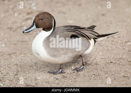 Le Canard pilet (Anas acuta). La vie sauvage animal. Banque D'Images