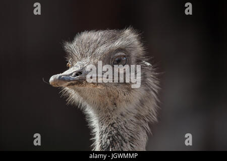 Nandou (Rhea americana), également connu sous le nom de la politique commune de RHEA. Banque D'Images