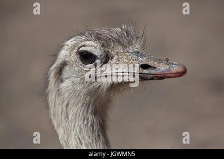 Nandou (Rhea americana), également connu sous le nom de la politique commune de RHEA. Banque D'Images