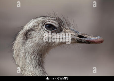 Nandou (Rhea americana), également connu sous le nom de la politique commune de RHEA. Banque D'Images