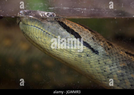 Anaconda vert (Eunectes murinus). La vie sauvage animal. Banque D'Images