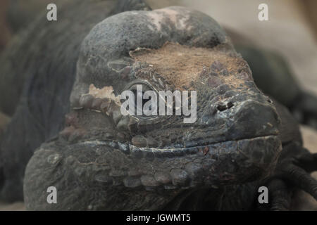 Iguane rhinocéros (Cyclura cornuta), également connu sous le nom de Goliath dragon. Banque D'Images